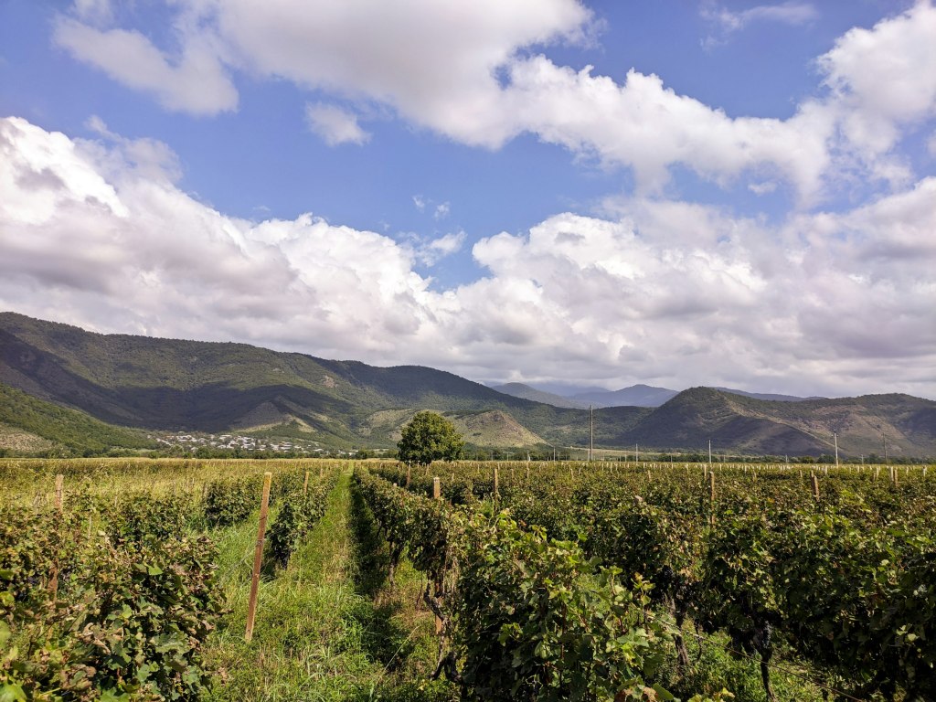 Green vineyards and Caucasus foothills in the Kakheti wine region of Georgia