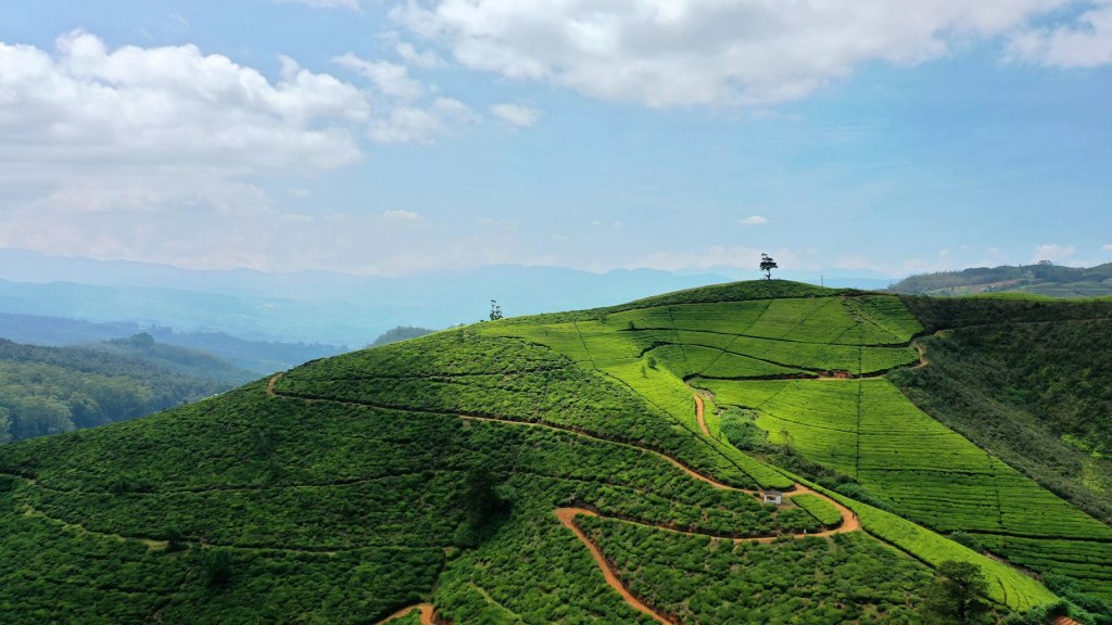 Lush green hillside covered in trees in the Sri Lankan hill country