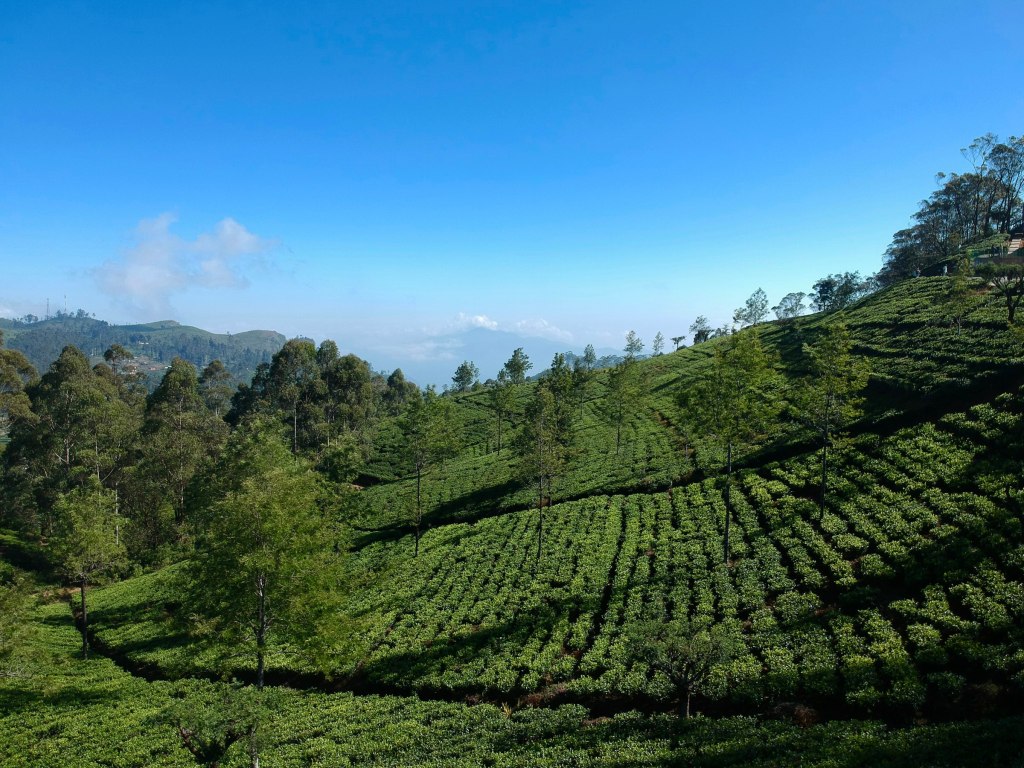 Green tea plantation landscape in the hill country of Sri Lanka