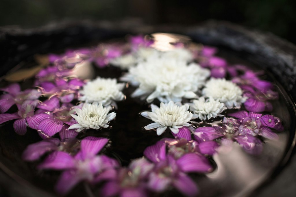 White water lilies floating on still water, a calm image for Thai wellness