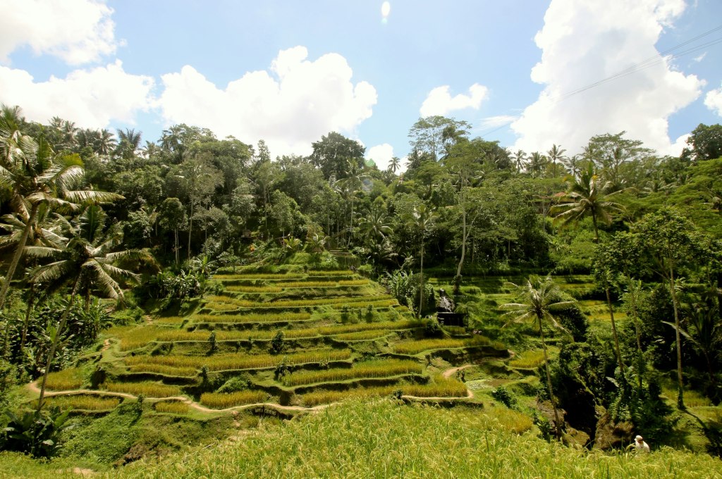 Lush green hillside of palms and trees near Ubud, Bali