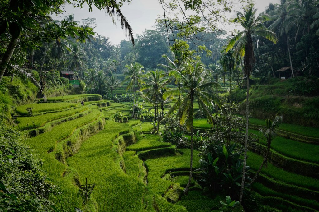 Green rice terraces and palms near Ubud, Bali, a setting for yoga and wellness